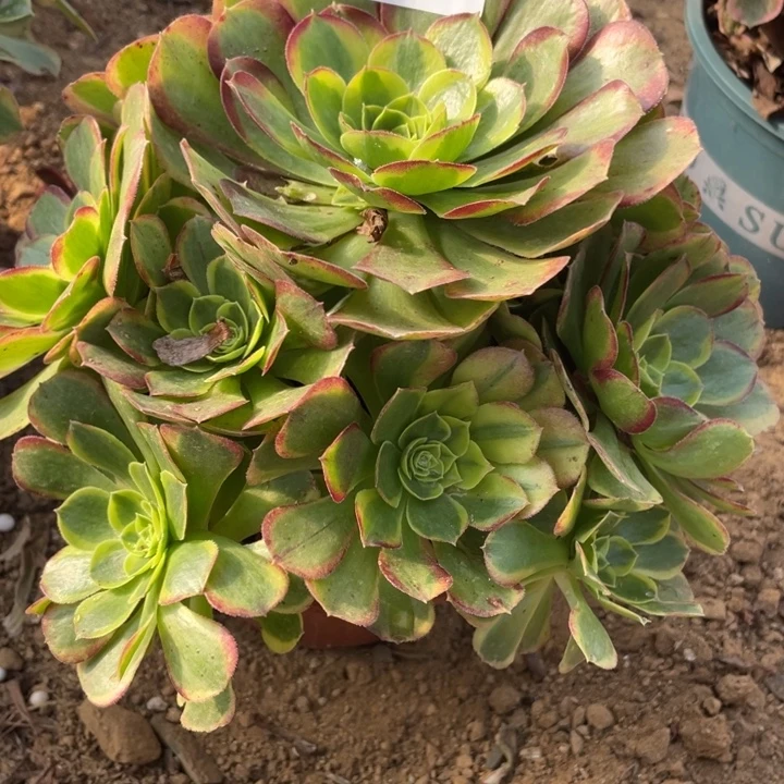 完全开放776对肉植物奶白