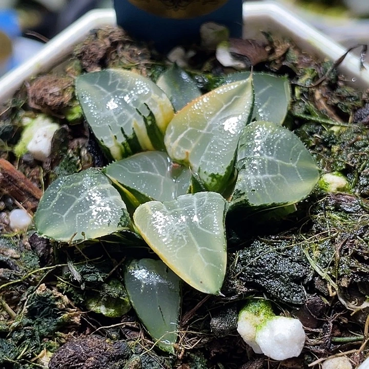 498wanmeibinghejintexuanfuli