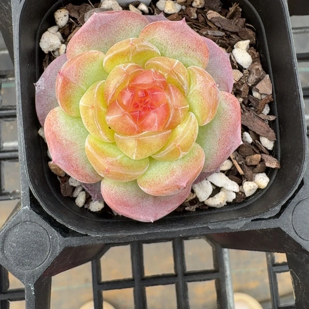 早*·0417-063-晴川二单头