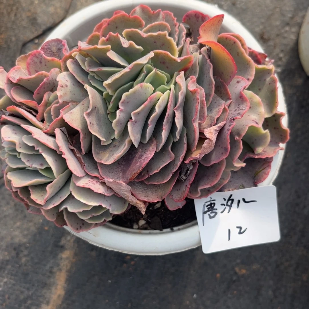 唐*儿包菜缀多肉植物