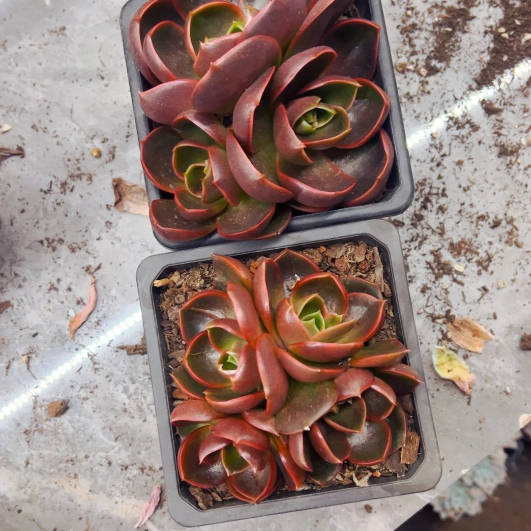 江***尘多肉植物组合盆栽红灯2