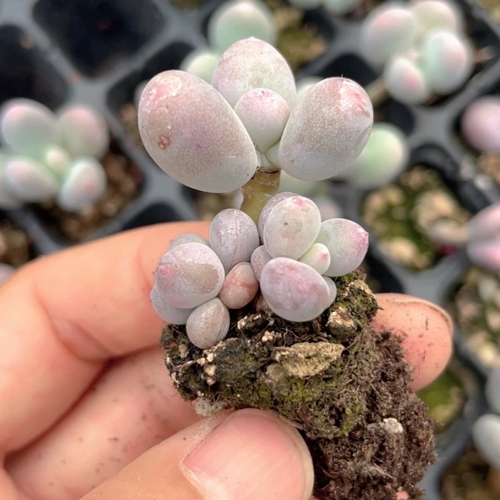 疯***妈一物一拍满18包邮