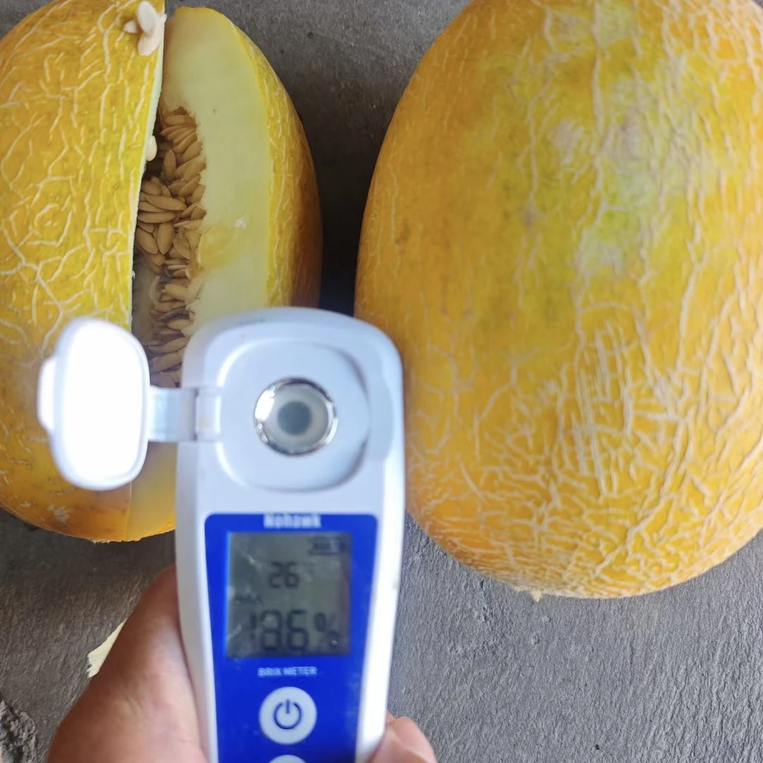 顺丰空运新疆正宗百年老品种一包糖哈密瓜黄醉仙软糯香甜入口即化