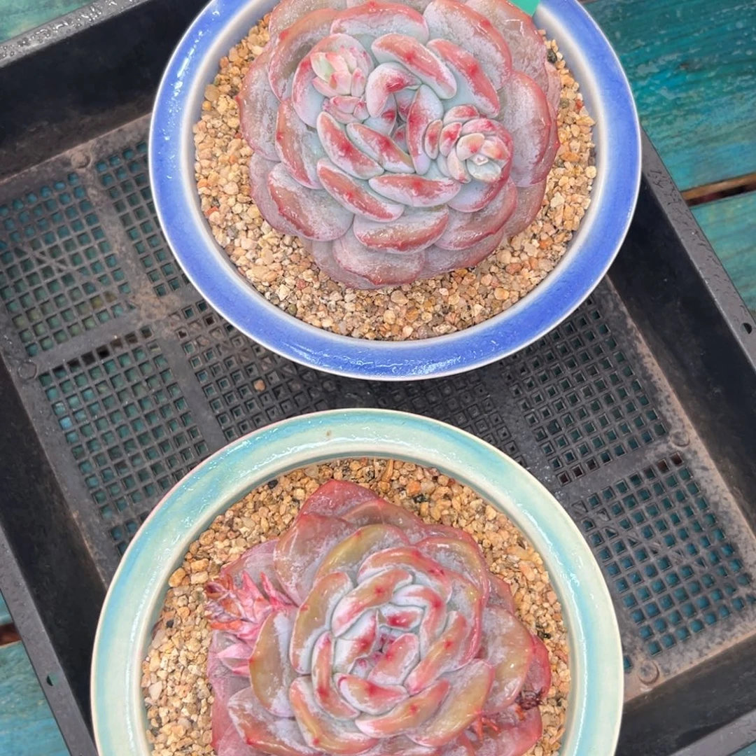 多肉一物一拍0126-36