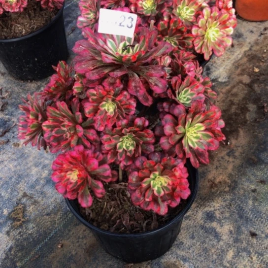 沁***源法师红铜白523植物