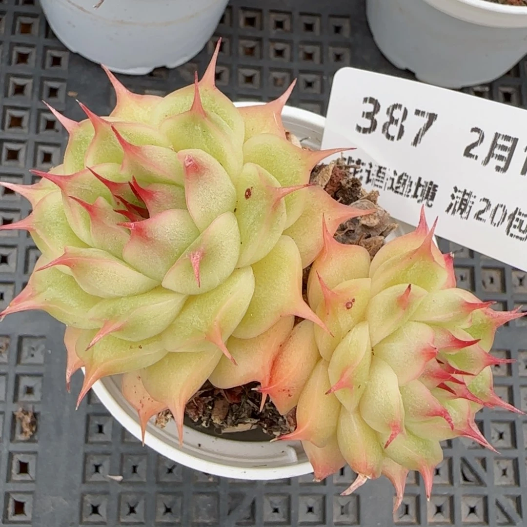 花语逸镜0215-387