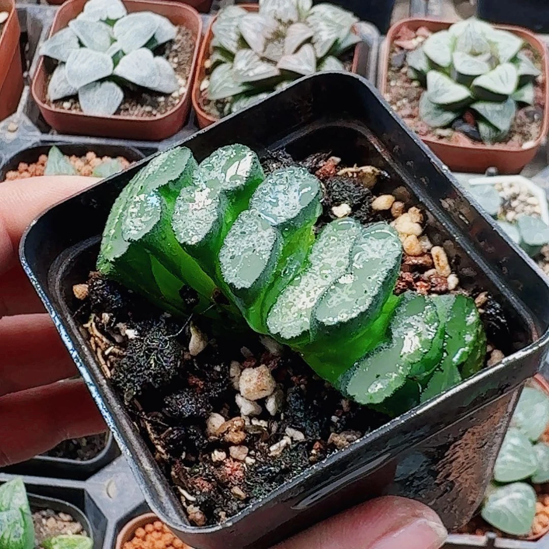 十二卷西明黑 福利