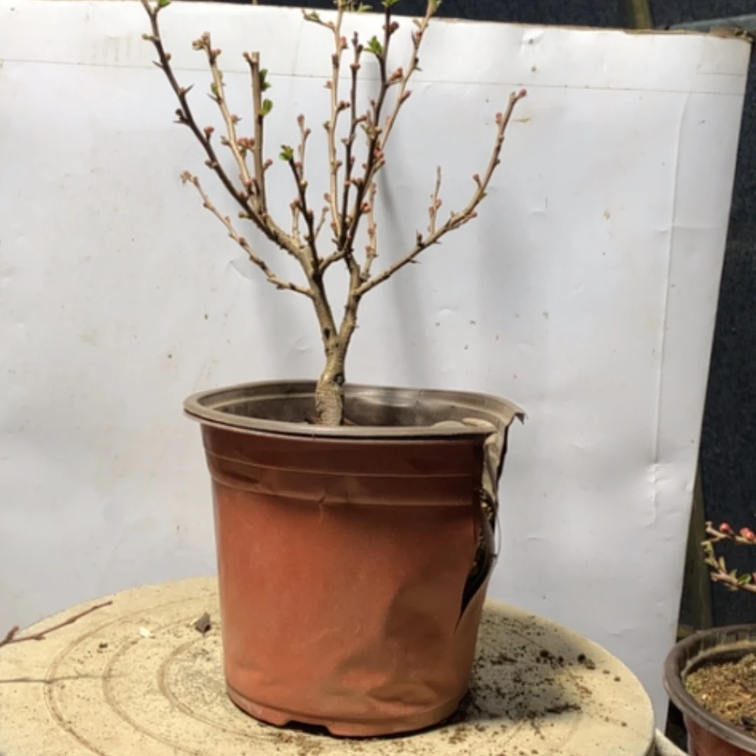 【闪购商品】蓝***洋嫁接黑长寿