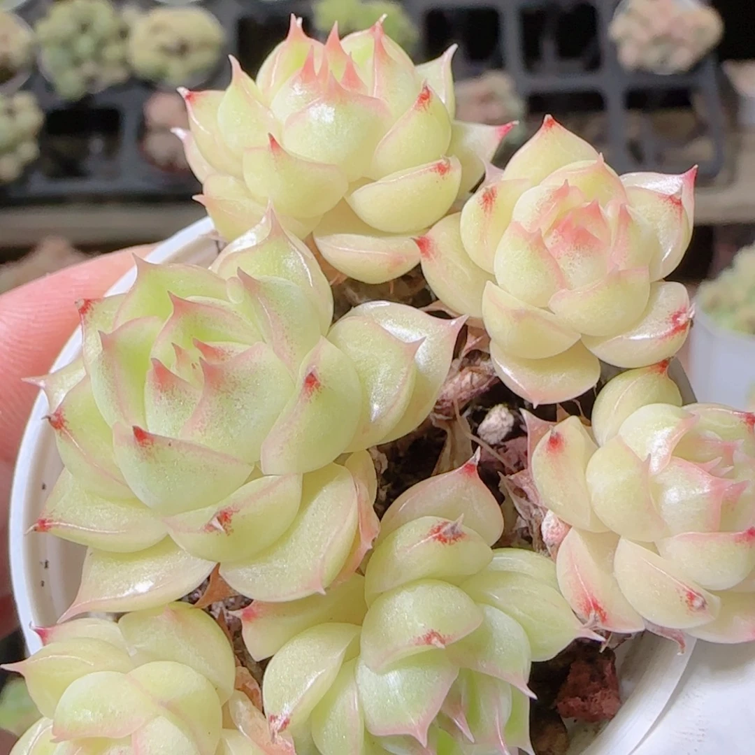 花语逸镜1027-281散