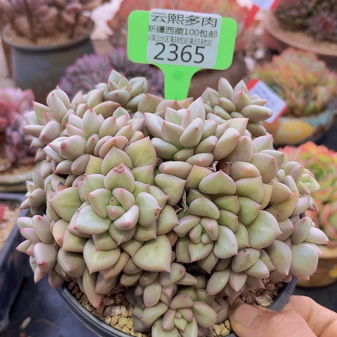 2365黄金象牙多肉植物