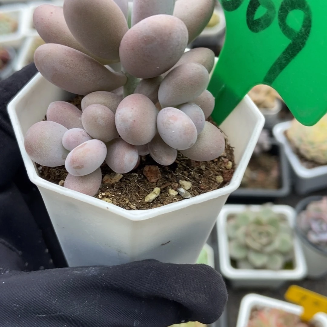 609奶酪多肉植物多肉