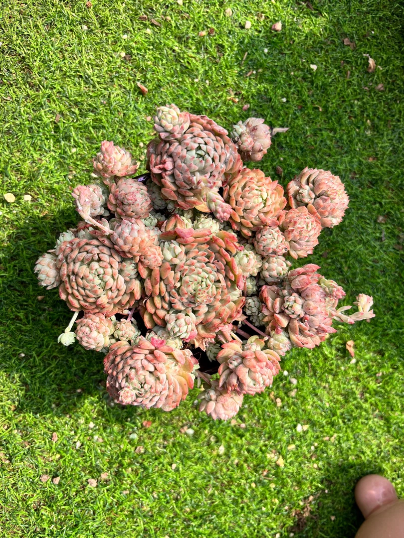 粉梅  满3单包邮