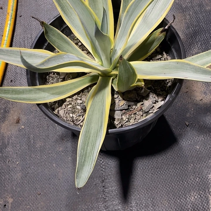 遗***术无花朵龙舌兰绿色植物