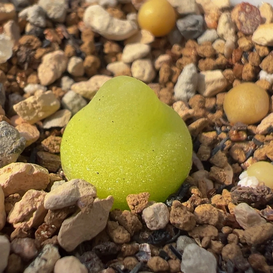 43多肉植物百科大葫芦