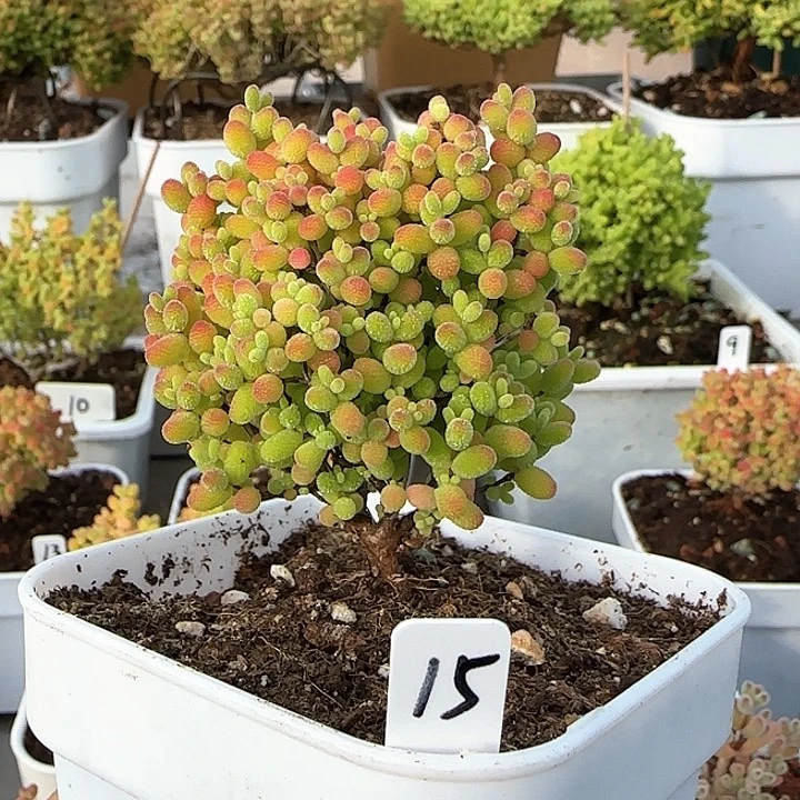 新春福利蜜橘糖球