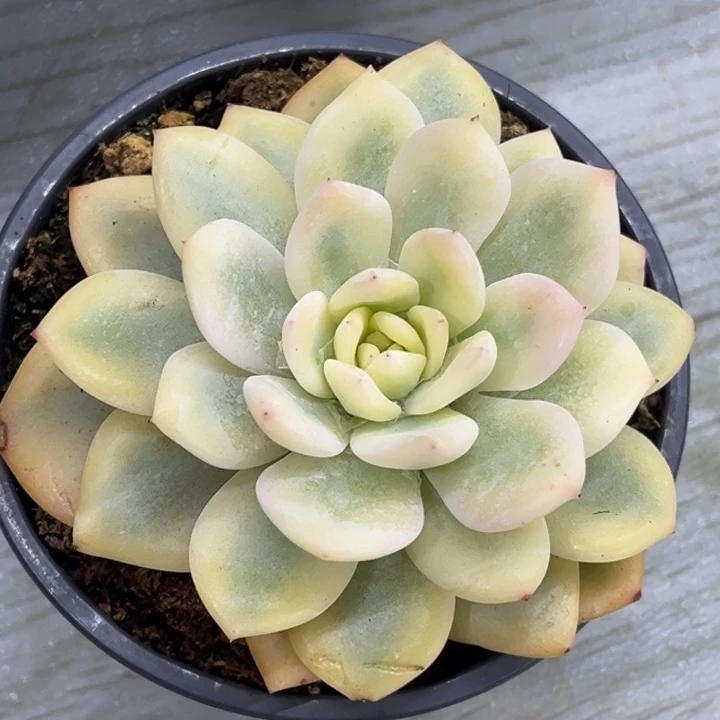 橙梦露锦大锦边专拍价格