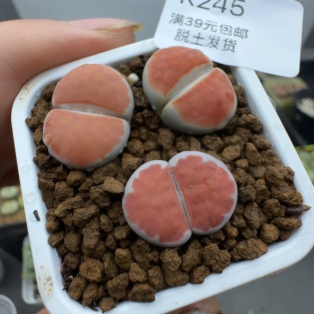 245多肉哈哈哈哈哈哈哈