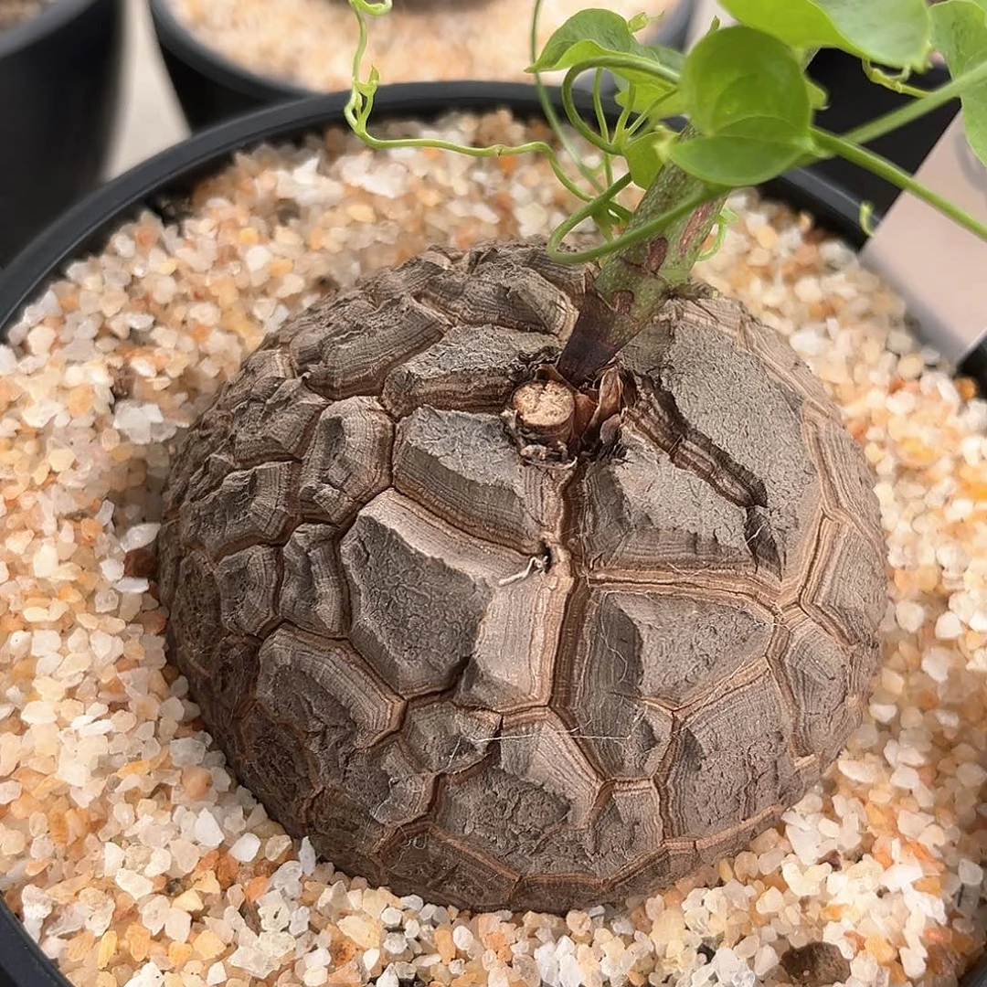 潮流植物南非龟，遁甲，K20