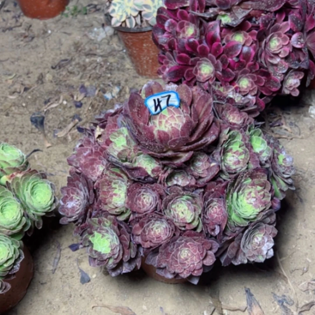 【闪购商品】多肉植物花月夜47