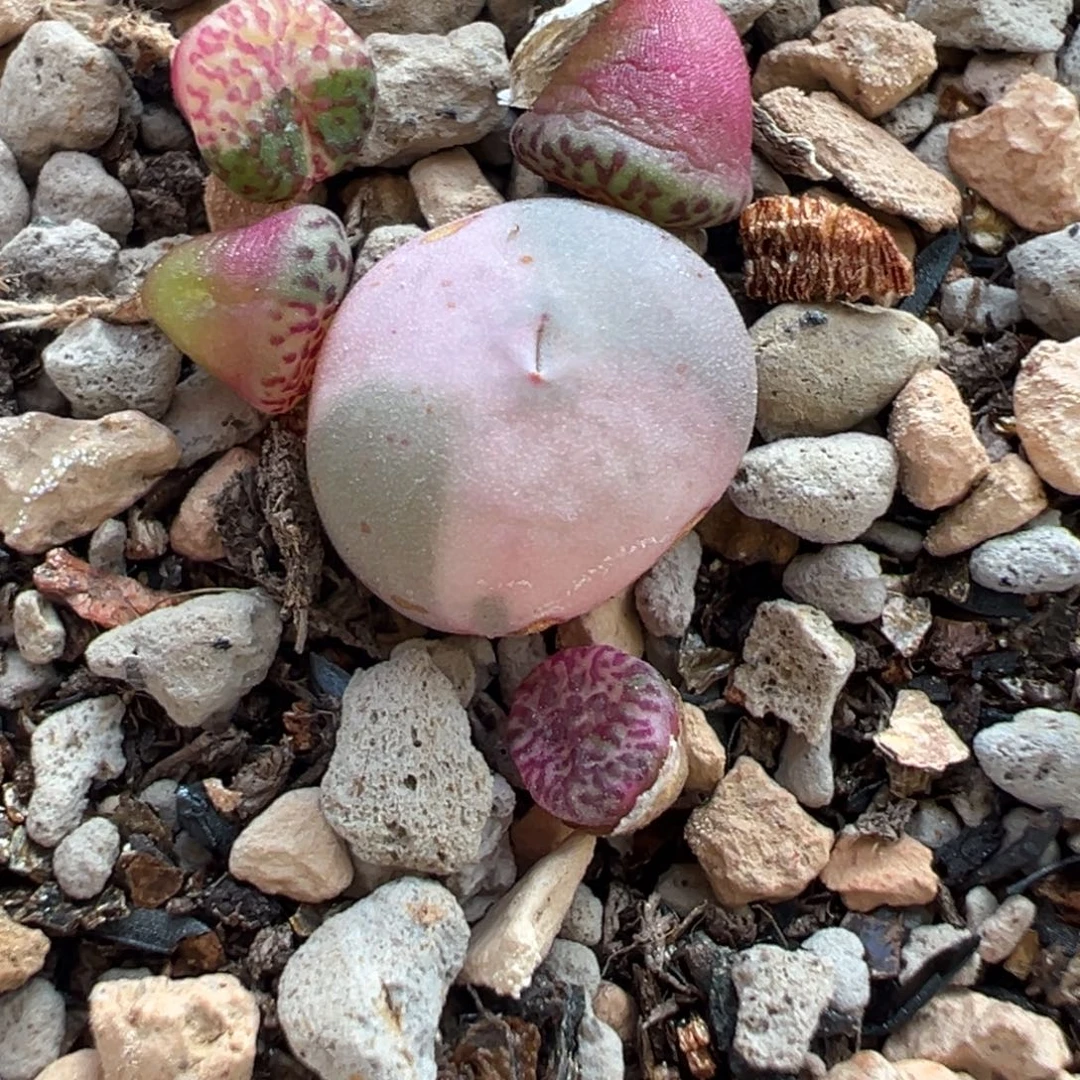 "***!锦锦锦锦多肉植物