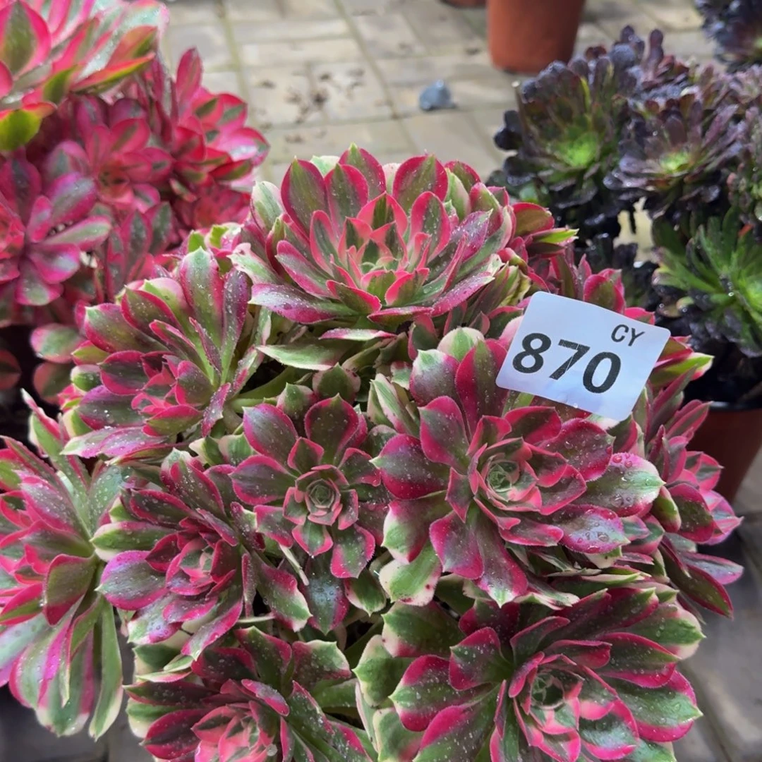 诗***姐多肉植物870七彩石