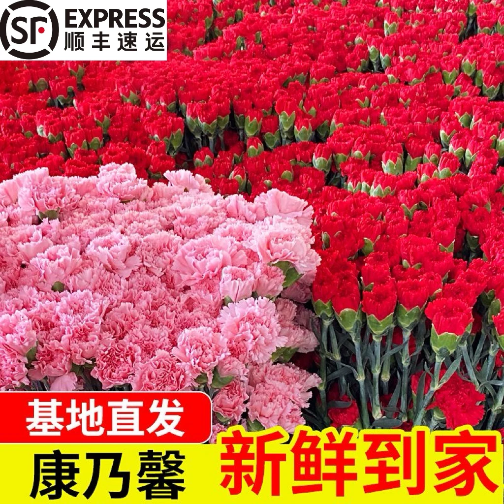 【顺丰包邮】康乃馨鲜花100支基地直发