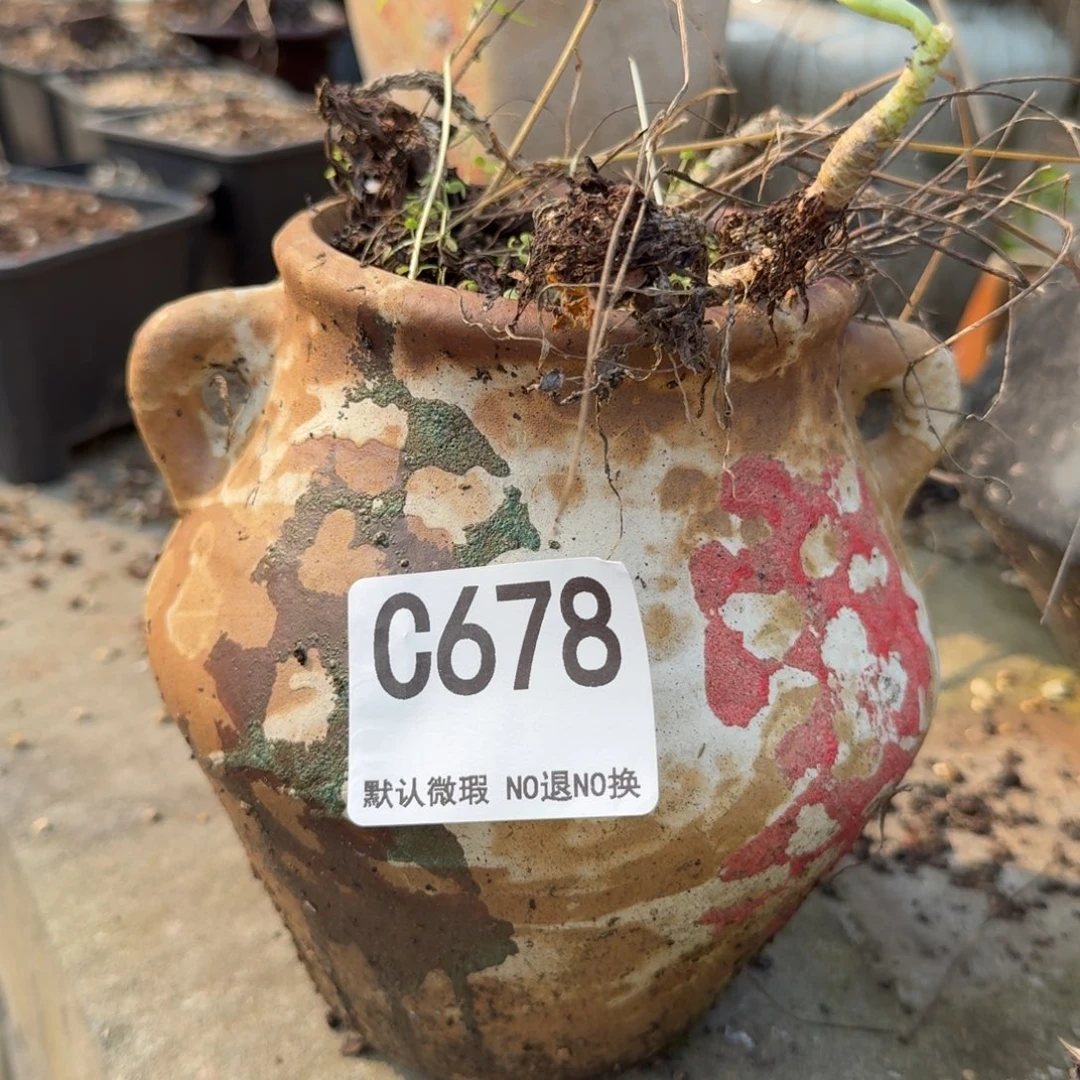 重庆小燕子欢迎大家678