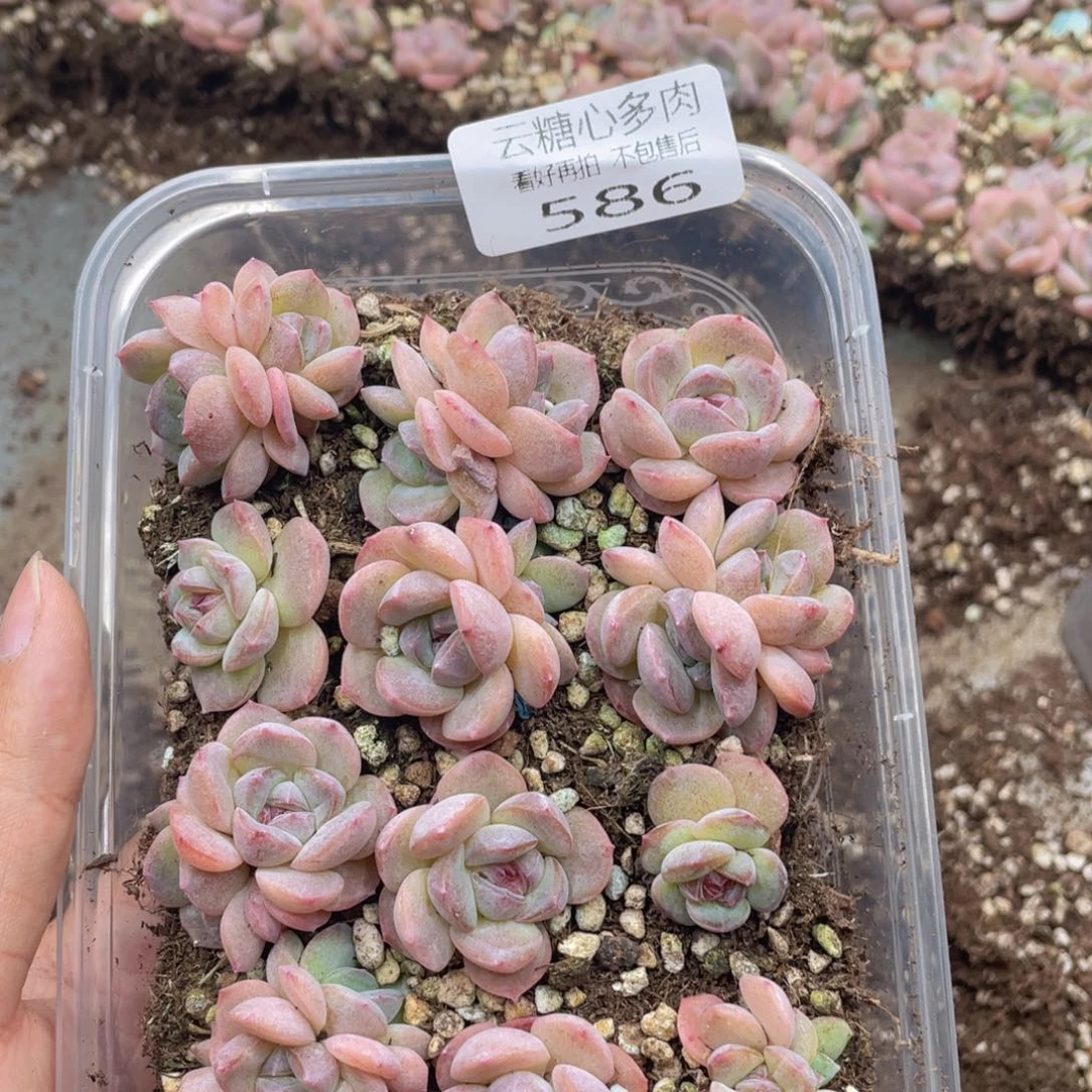 云糖心多肉植物586