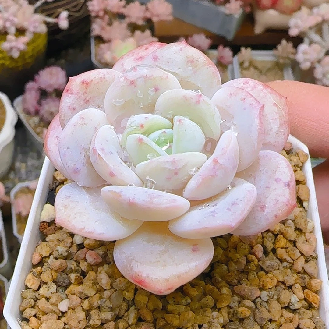 雪莲新品，423、仙农出品