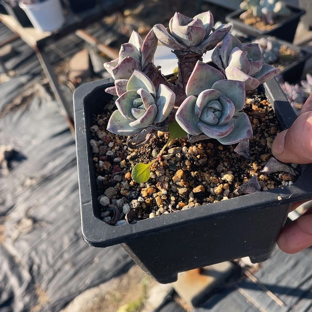 泡西芙洛拉苹果叶仙女杯