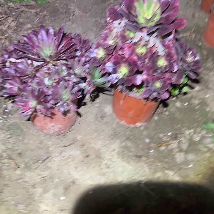 不包侧枝一物一拍142