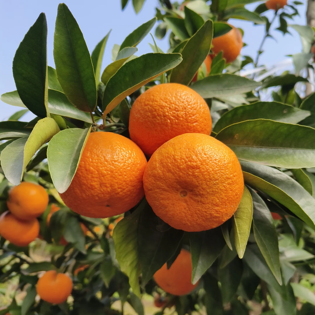 新鲜沃柑 【毕书记推荐】
