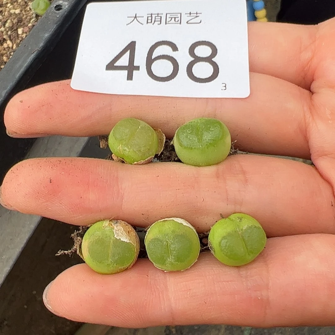 0000468量拍以下1颗8年+母本大雪茄