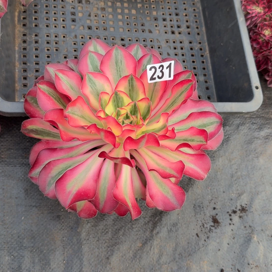 231多肉植物爱丽丝多肉