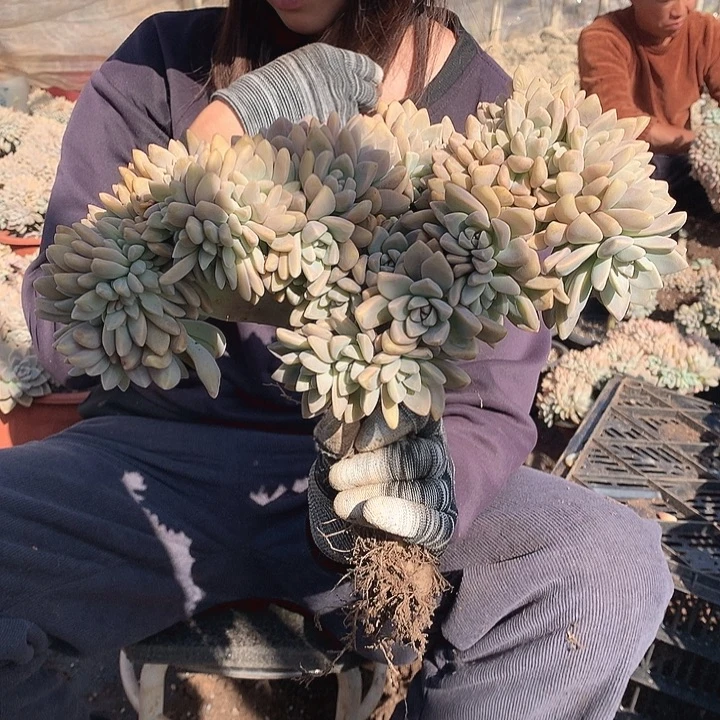 635 淡雪缀 一物一拍