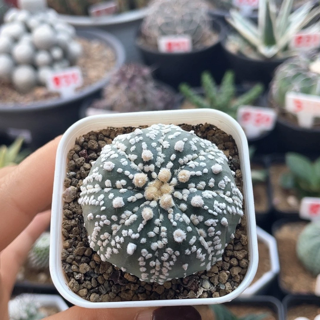 雪花片浓白兜仙人球多肉