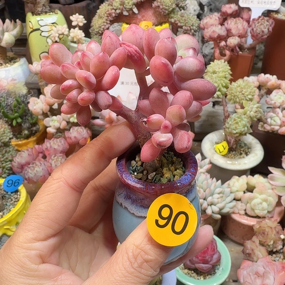 90 多肉含盆土 30元包邮非偏远