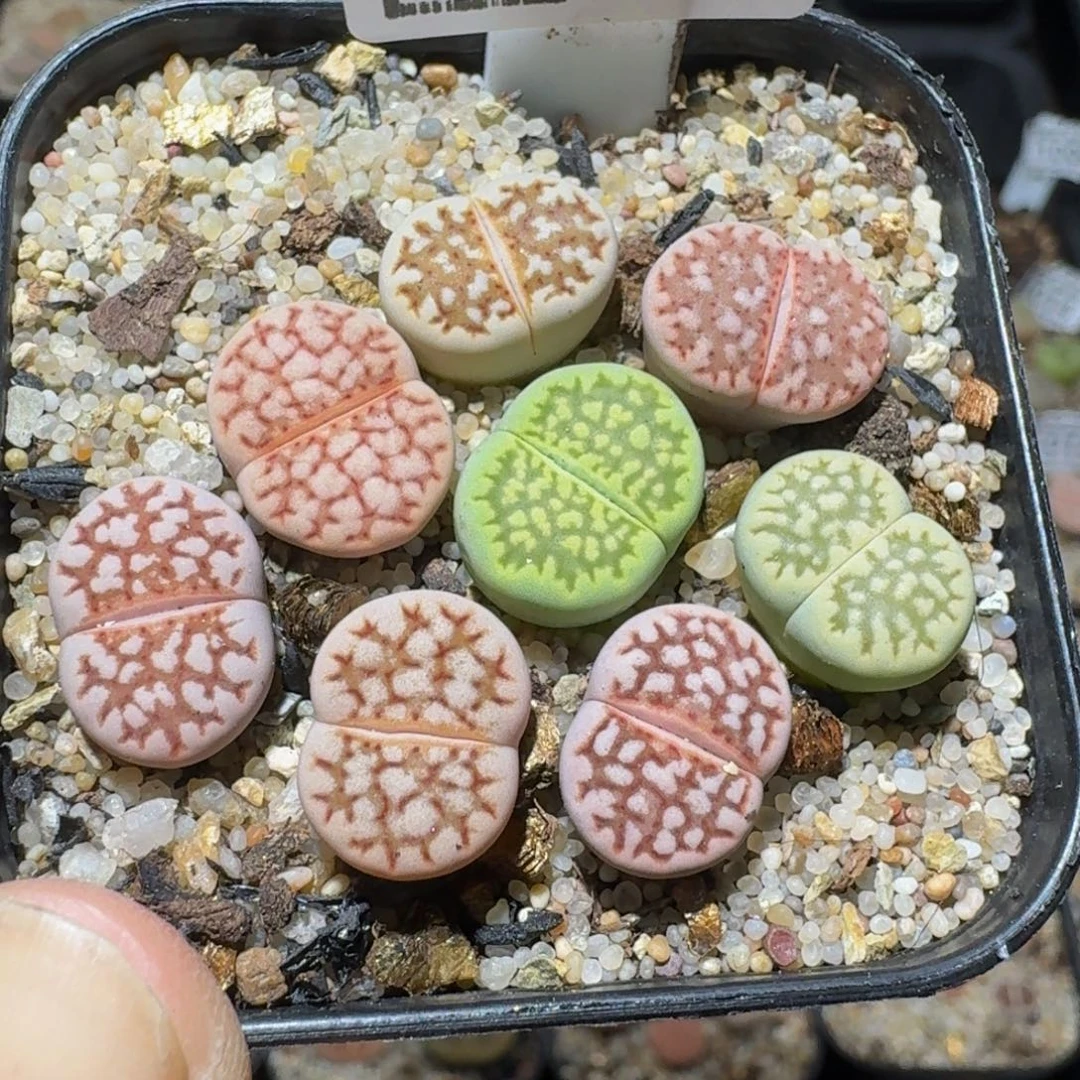 zzzz精品生石花1294