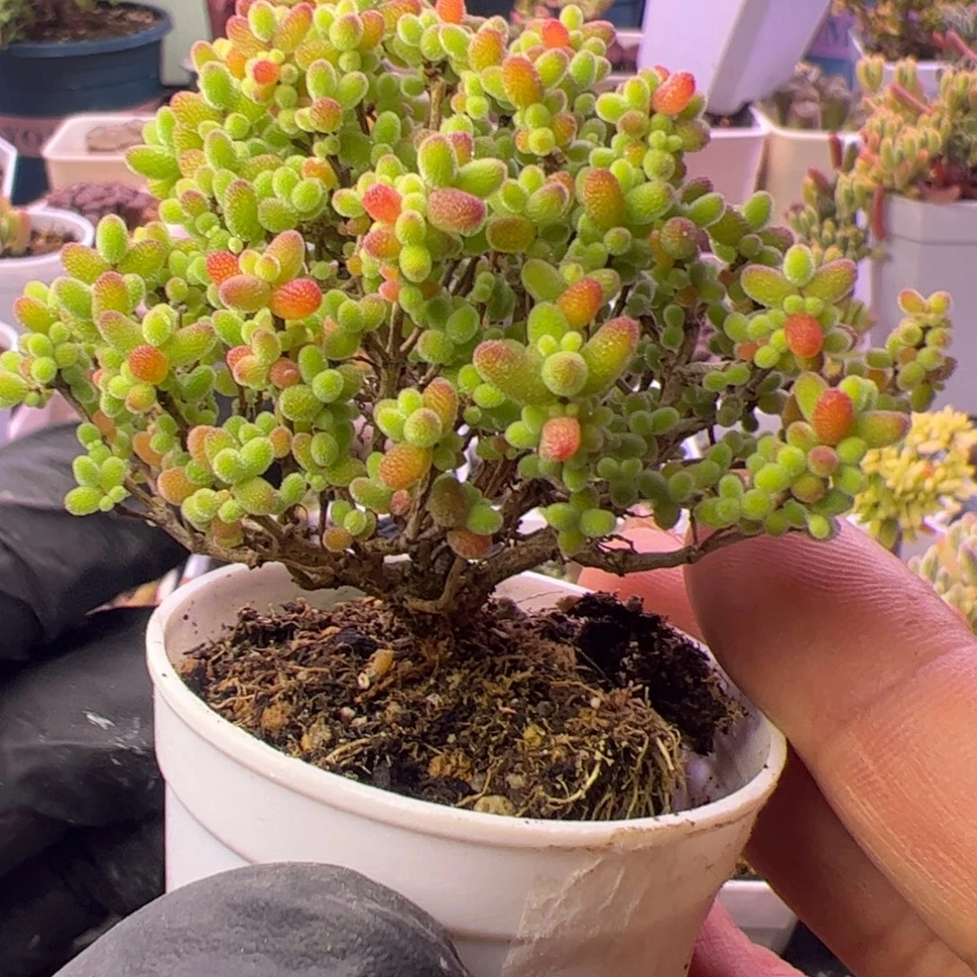 多肉植物枝干蜜桔