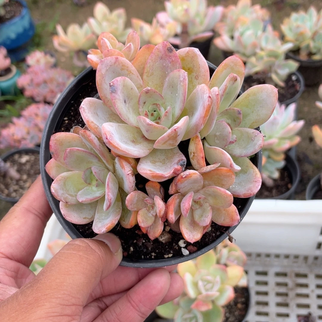 2803 布鲁兰 六月六