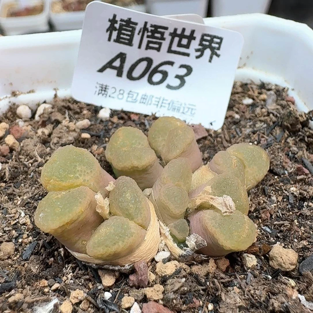 多肉植物的润泽额f g