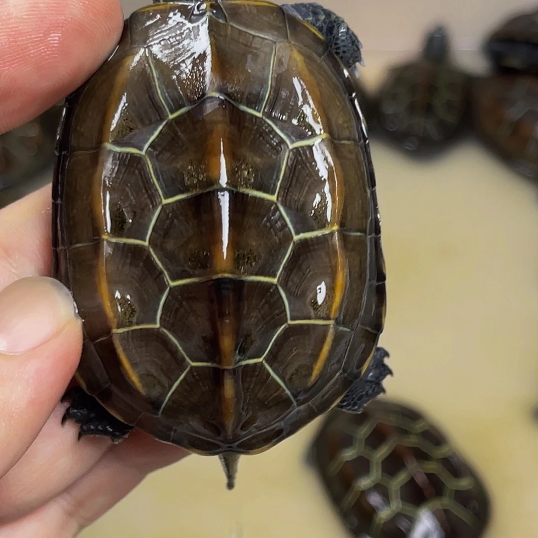 中华草龟不分公母