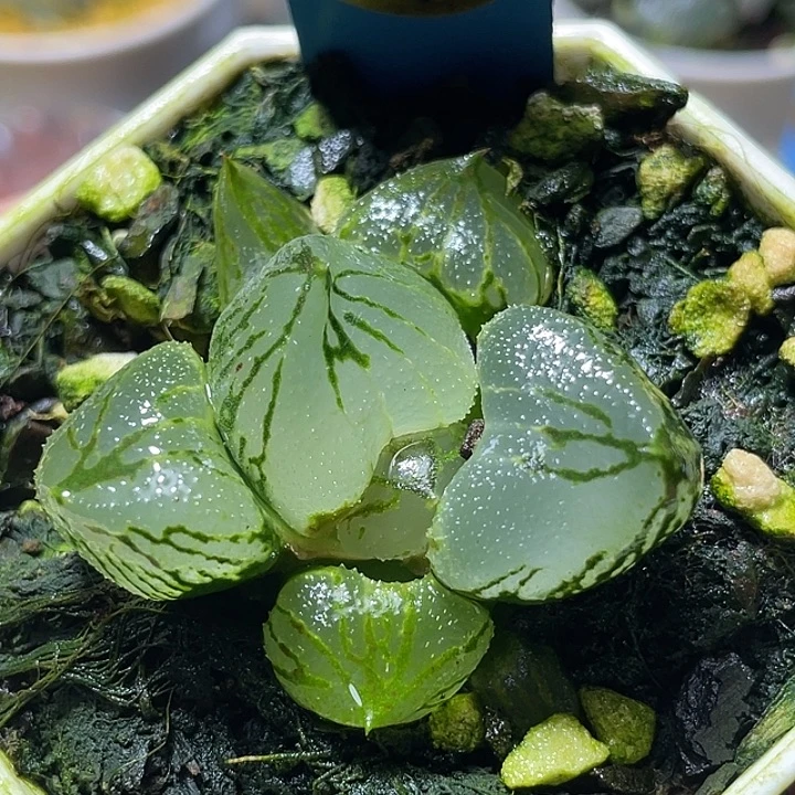 f***!704杨贵妃特选福利