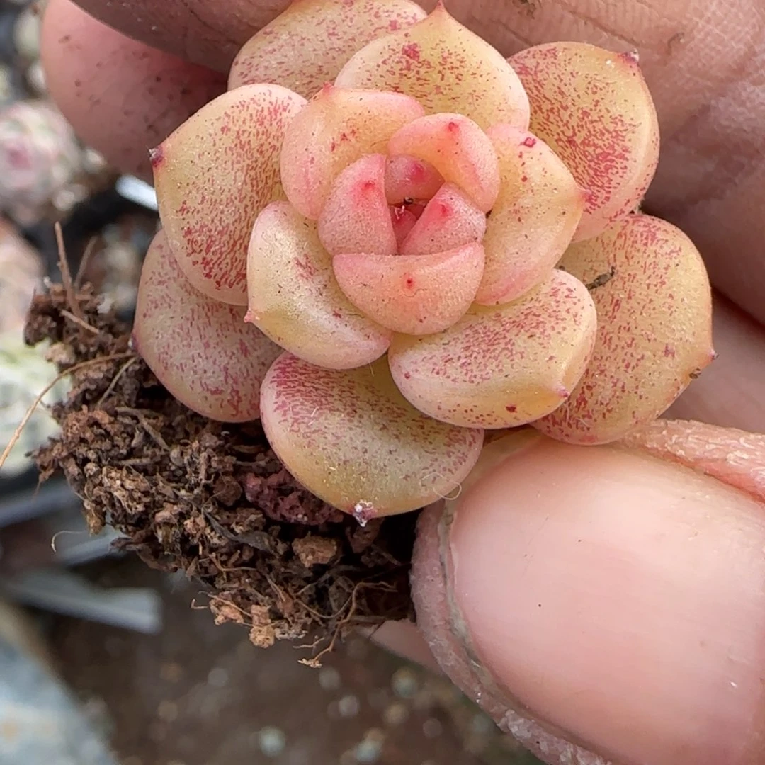 多肉小卡拉米糖心一物一拍