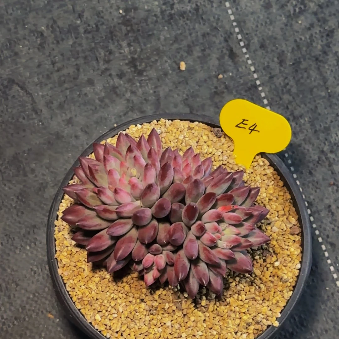 丁*e e e e e e e e e e 4