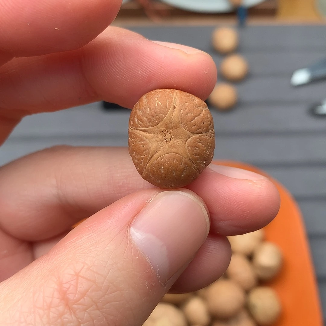 吊坠凤眼菩提19+五星，非质量问题开孔不退