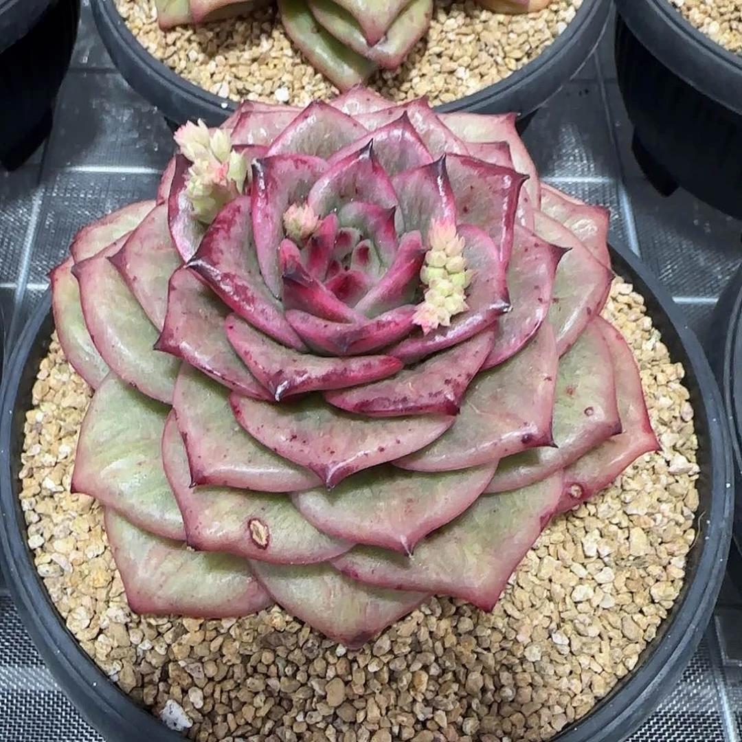 从前慢花园精选蔷薇