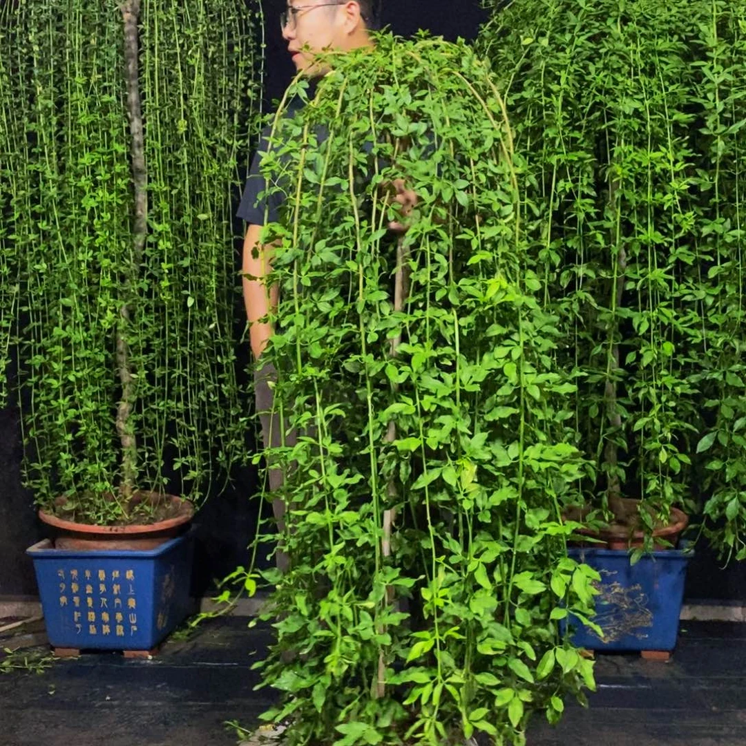 探春花，一物一拍，