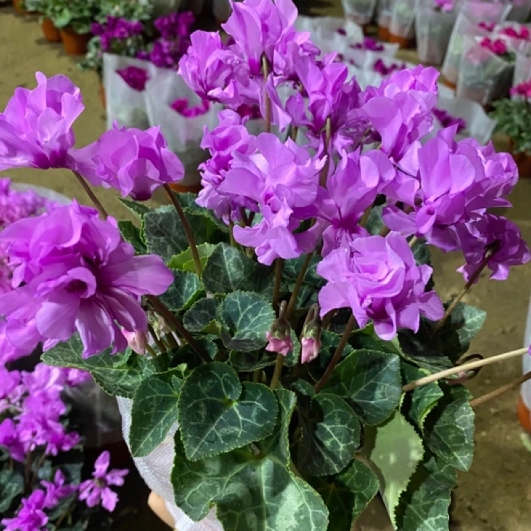 小风车粉色仙客来植物盆栽（120#盆）