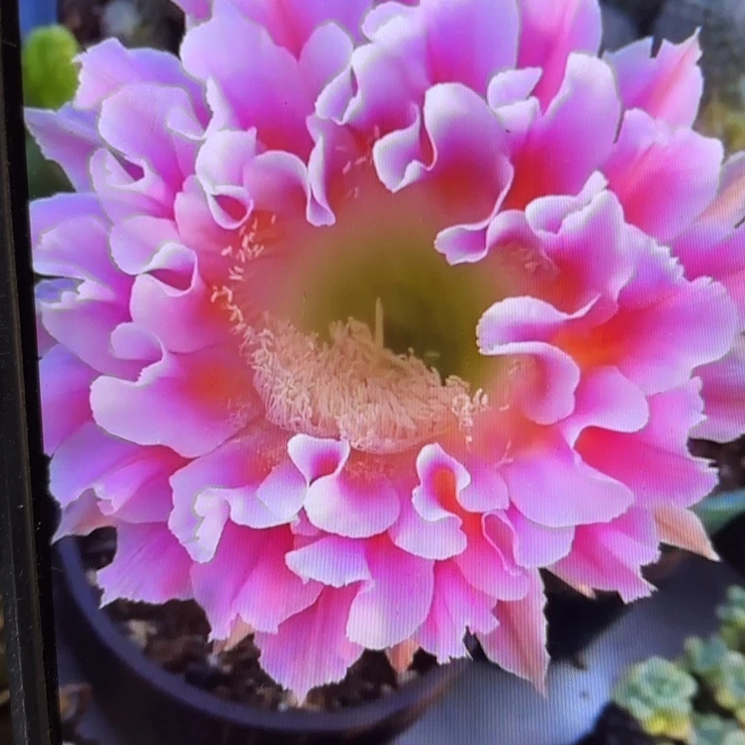 云羽彩侧牙20包邮11